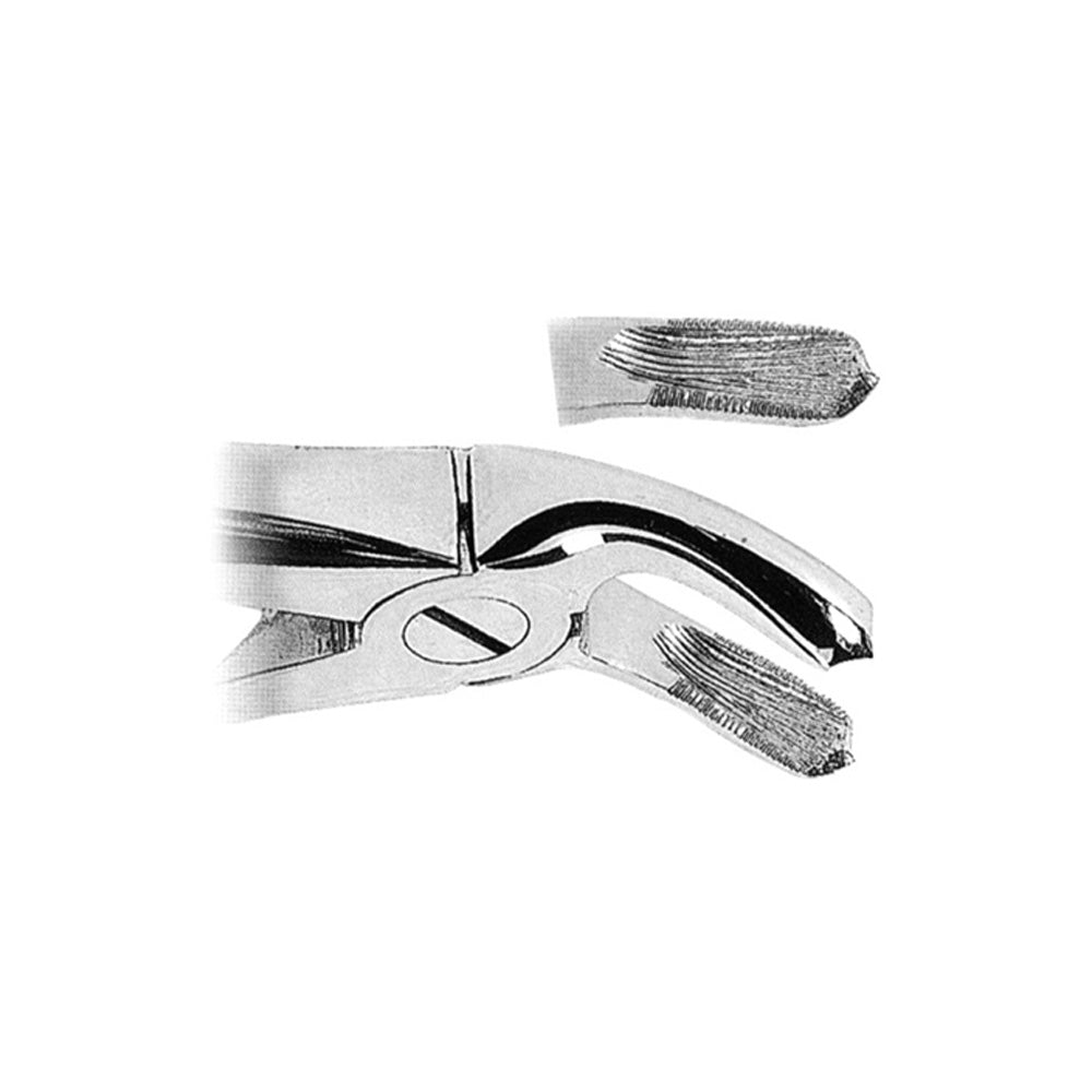 Extracting Forceps Upper Molars Left With Serrated Tips