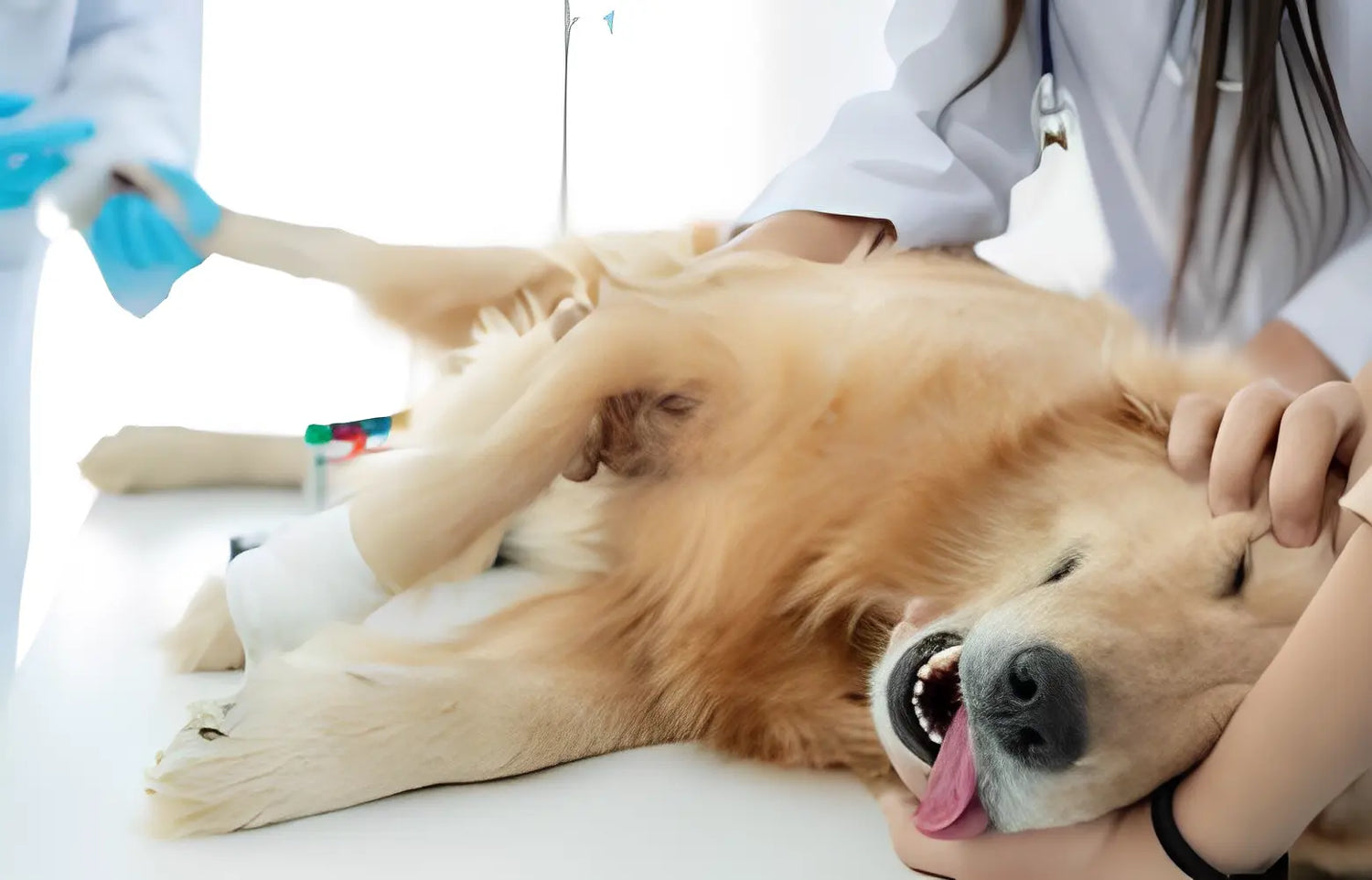 Veterinary Instruments