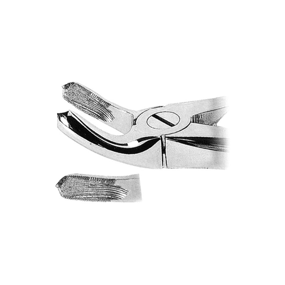 Extracting Forceps Upper Molars Left With Serrated Tips
