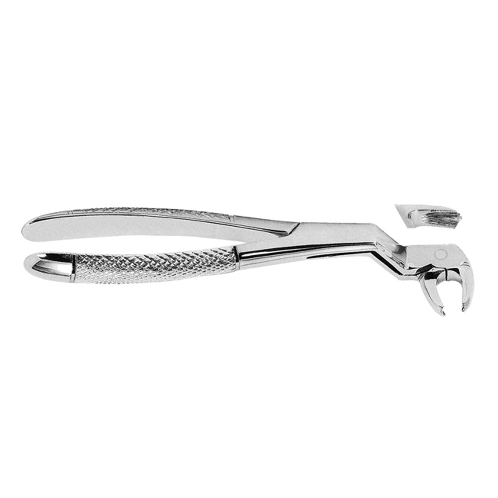 Extracting Forceps Lower Molars and Third Molars Right With Serrated Tips
