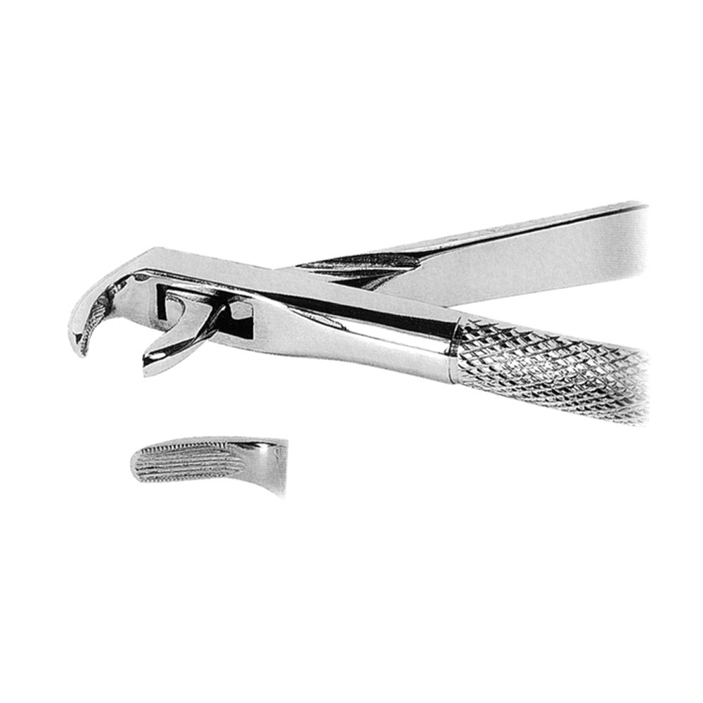 Extracting Forceps Lower Canines and Premolars With Serrated Tips