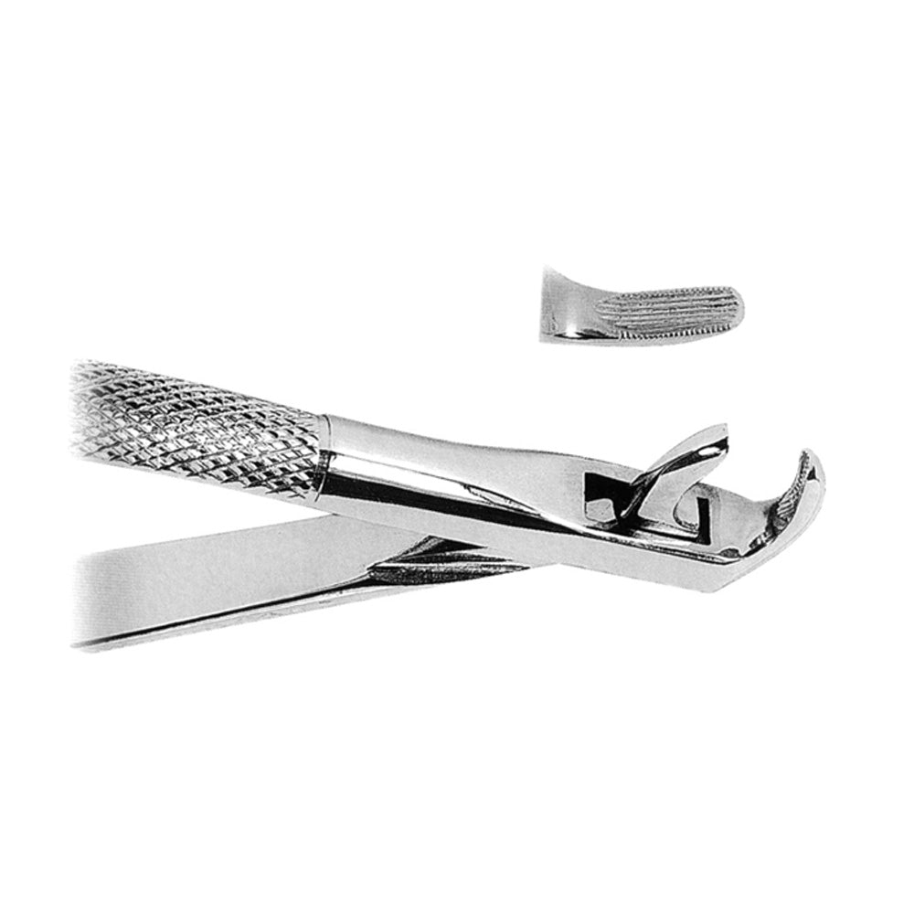 Extracting Forceps Lower Canines and Premolars With Serrated Tips