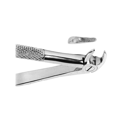 Maxillary Right Lower Molar Forceps