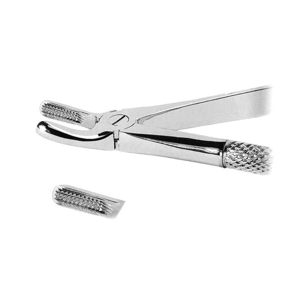 Mead Pattern Upper Molars With Serrated Tips Mead Pattern
