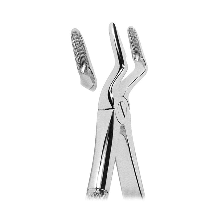 Extracting Forceps Upper Roots and Canines With Serrated Tips