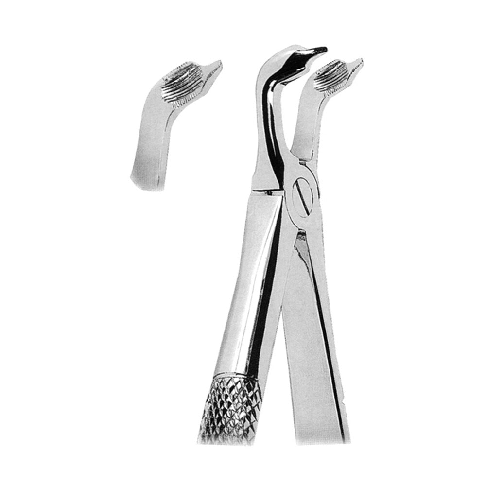 Extracting Forceps Lower Third Molars With Serrated Tips