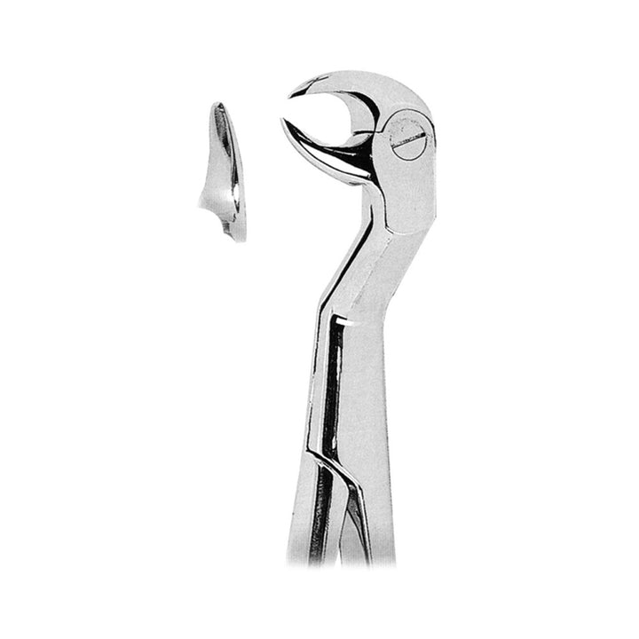 Extracting Forceps Lower Third Molars Right