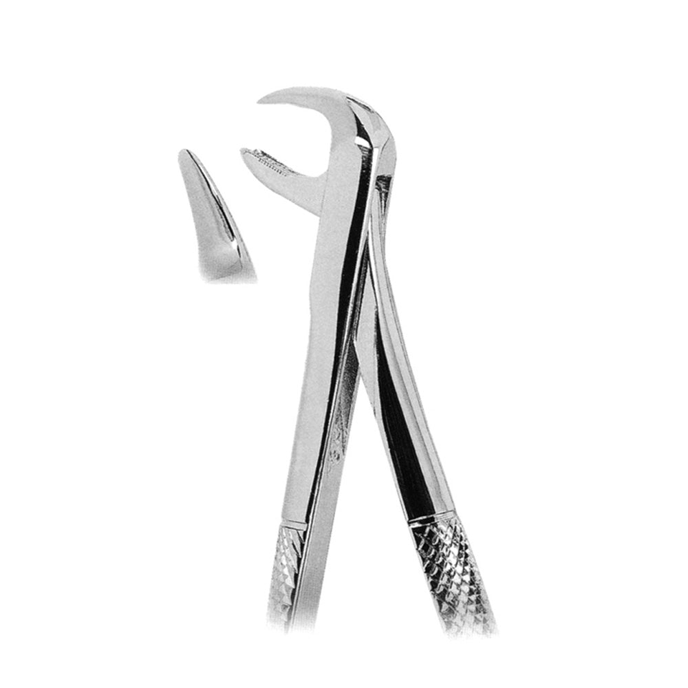 Upper Molars With Broken Crowns With Serrated Tips Hovedbillede